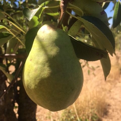 A green pear is hanging from a tree branch