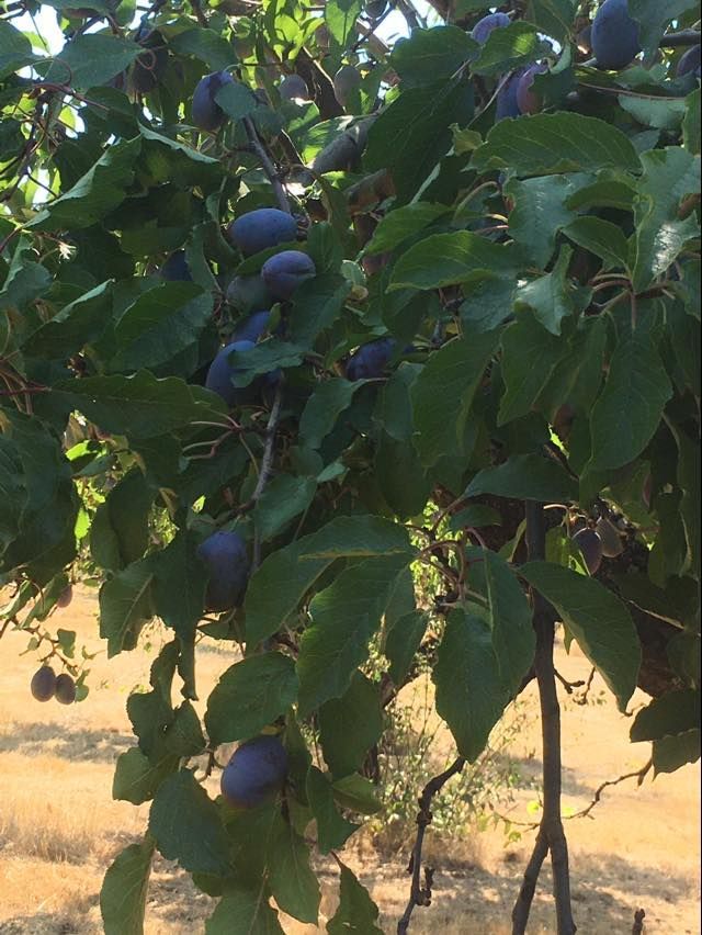 A bunch of blue plums hanging from a tree