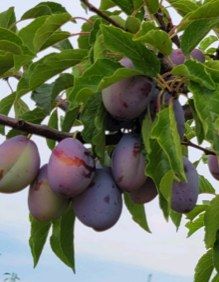 A bunch of plums hanging from a tree branch.