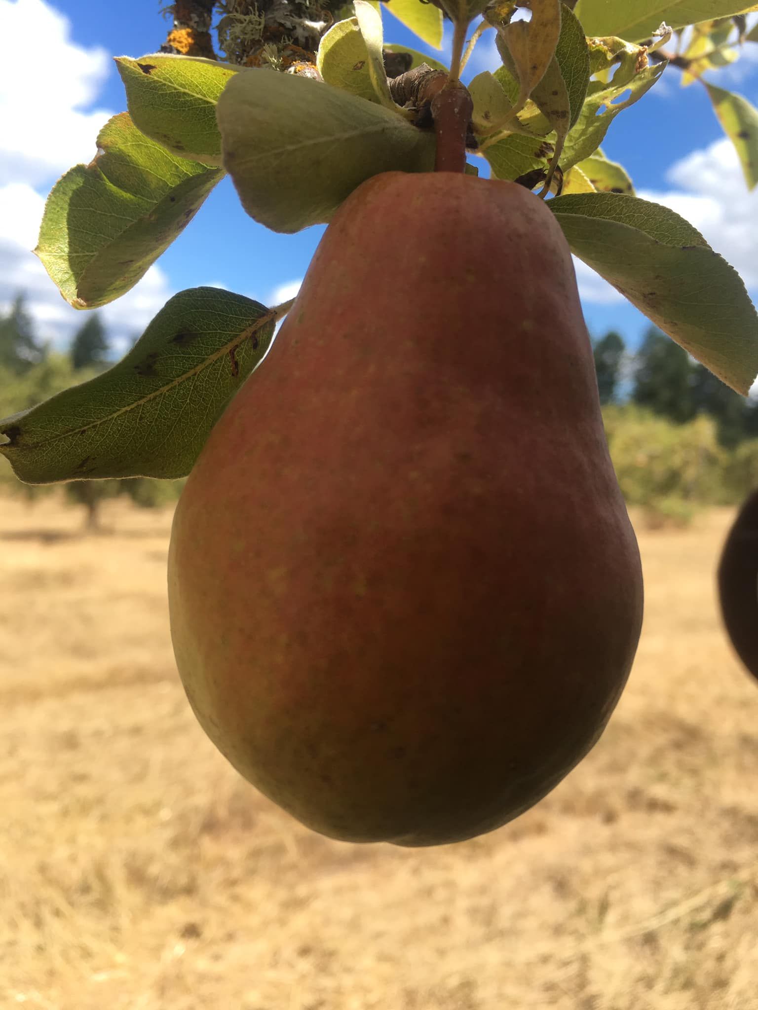 A close up of a pear hanging from a tree branch.