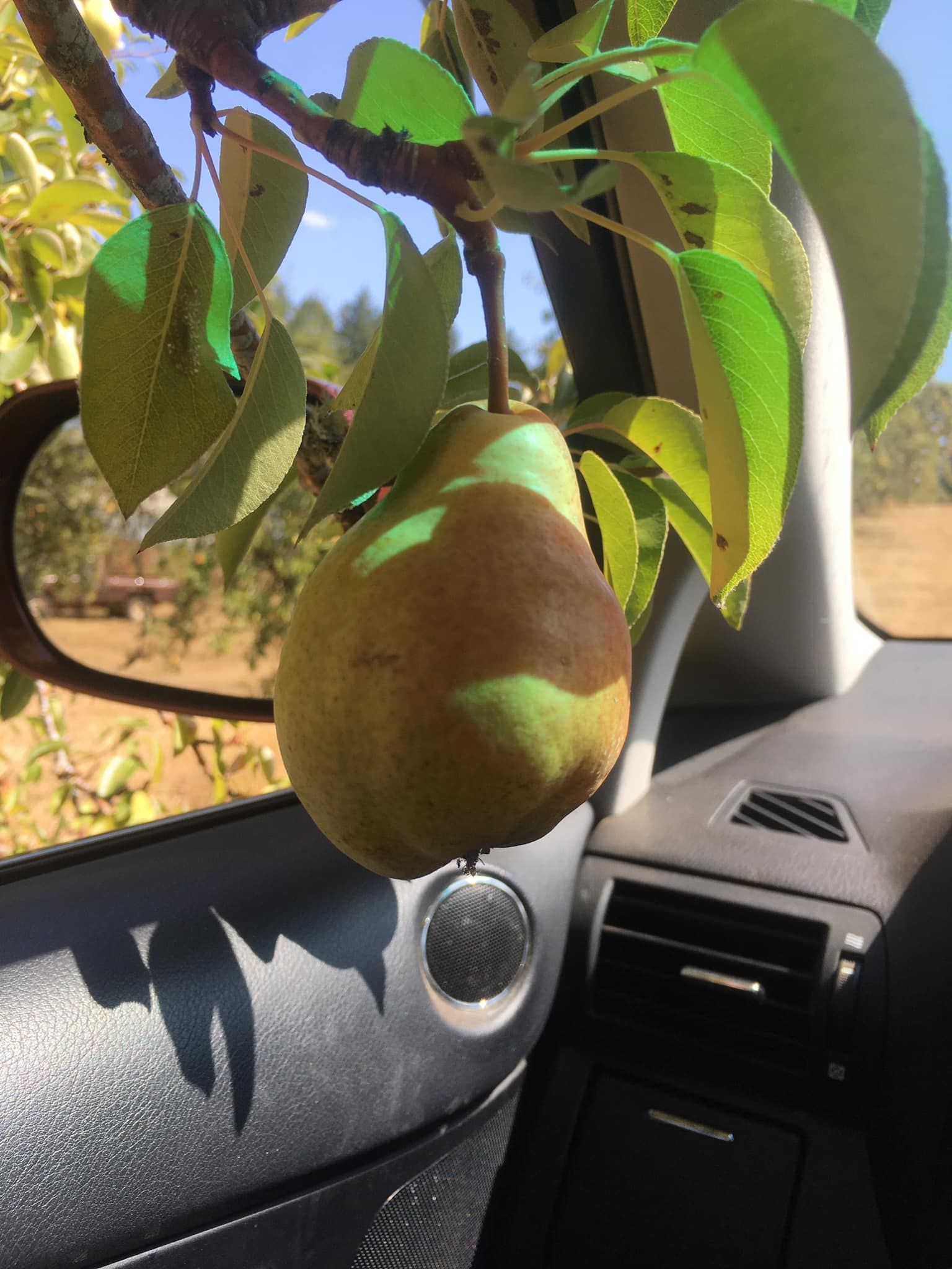 A pear is hanging from a tree in a car
