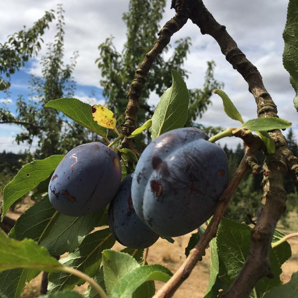 A bunch of plums hanging from a tree branch