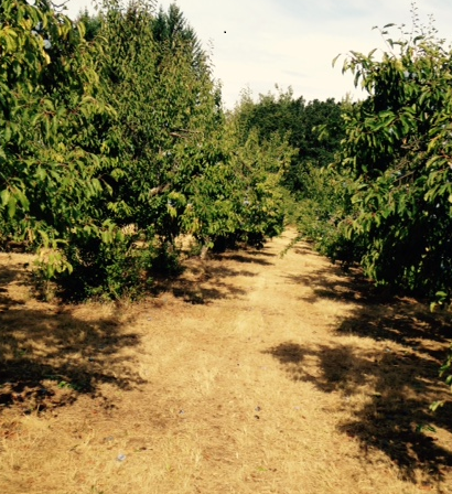 A dirt road going through a grove of trees