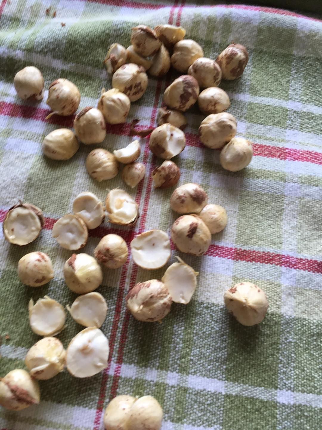 A bunch of nuts are sitting on a towel on a table.
