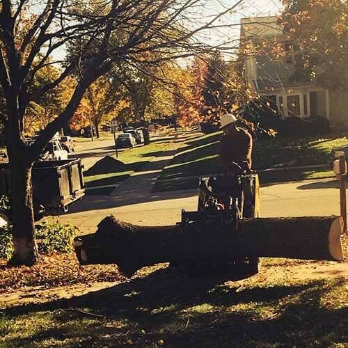 Cutting trees - Tree services in Naperville, IL