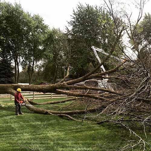 Pruning trees - Tree removal in Naperville, IL