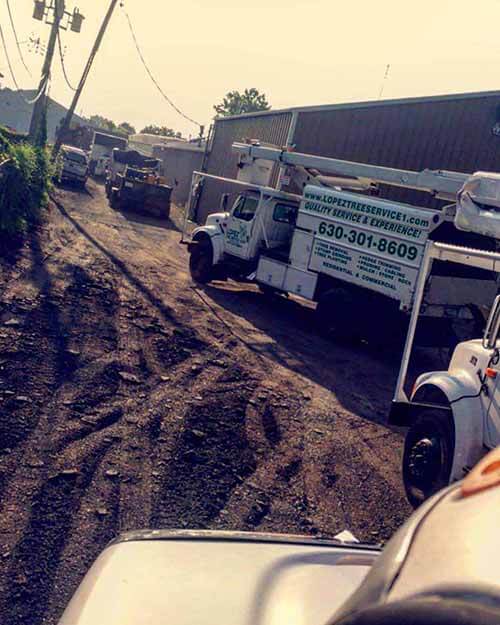 Tree services trucks - Tree maintenance in Naperville, IL