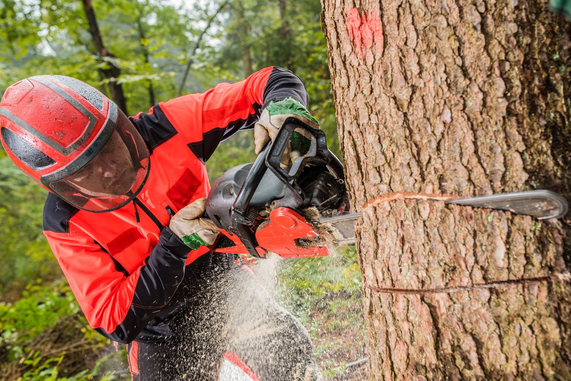 A worker from Lopez Tree Service Corp. using a chainsaw while cutting a tree to maintain tree health and safety.
