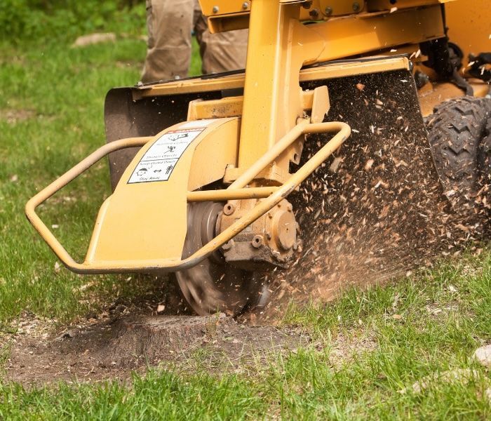 A yellow stump grinder in action, grinding a tree stump, with wood chips flying.