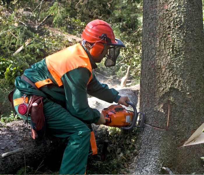 Lumberjack in green overalls and orange vest using a chainsaw on a tree trunk in a forest setting.
