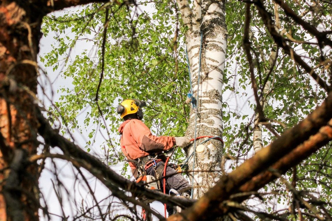 Arborist in orange jumpsuit and helmet, climbing a birch tree, trimming branches.