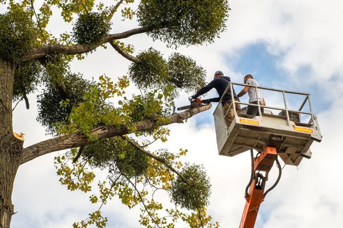 Two people in an orange lift cutting branches off a tree with green foliage and mistletoe. Cloudy sky.