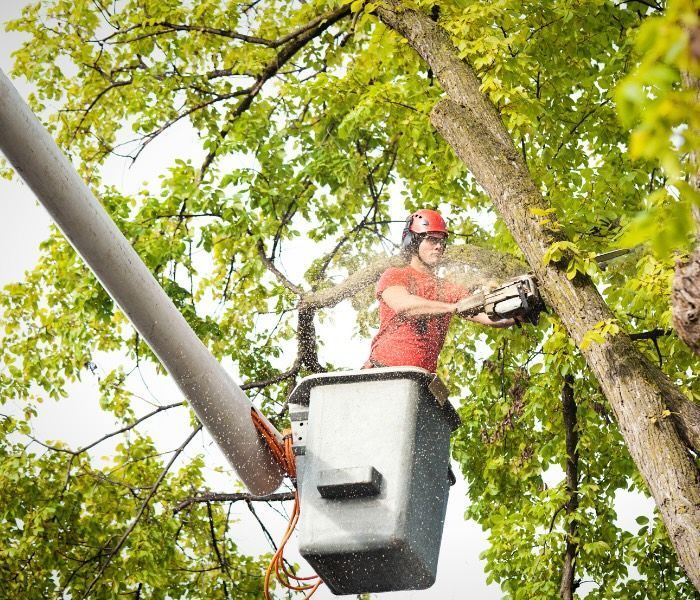 Tree trimmer in cherry picker uses chainsaw on tree branch.