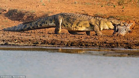 caza de cocodrilos en Sudáfrica