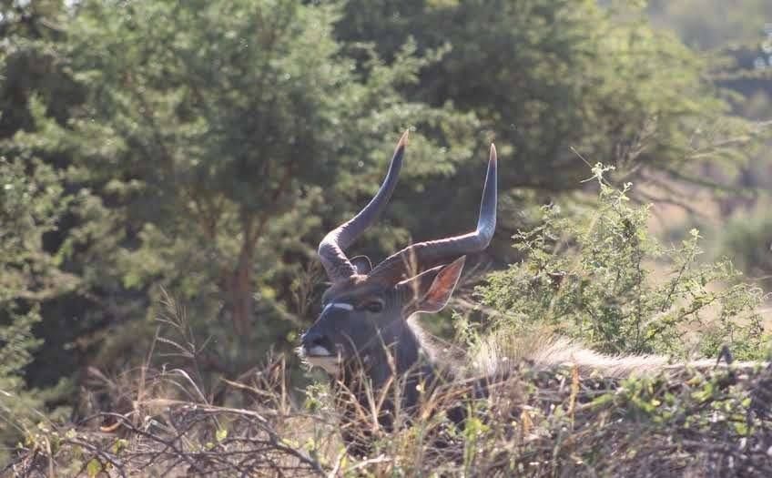 Caza de Nyala en Sudáfrica