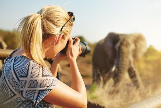 fotografía de animales salvajes