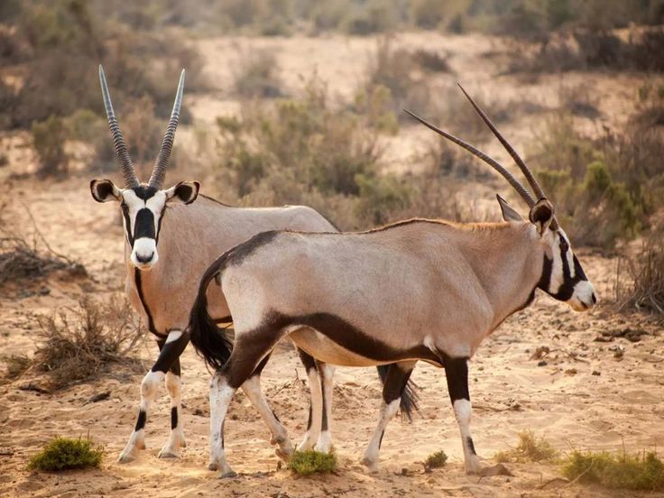 Caza de oryx
