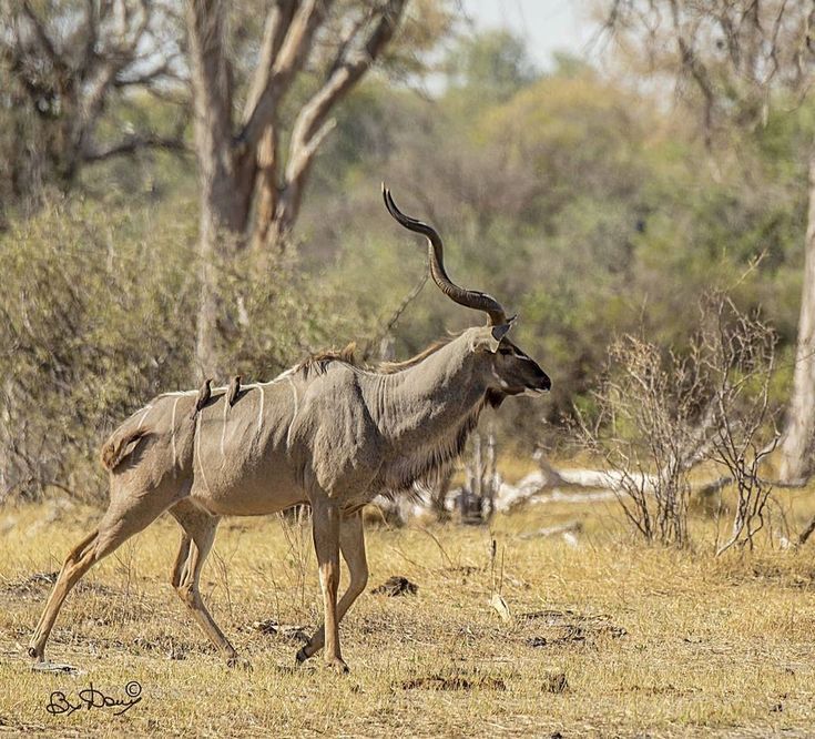 caza de Kudu