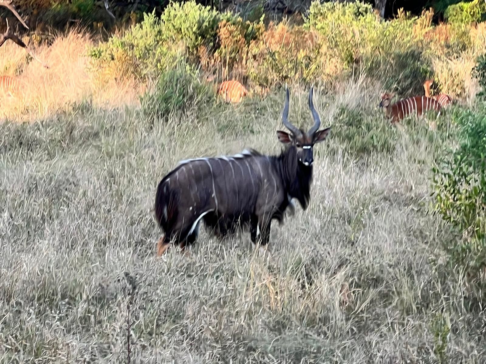 Nyala