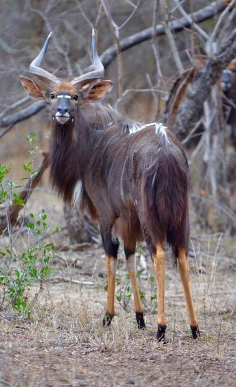 Nyala en Sudáfrica