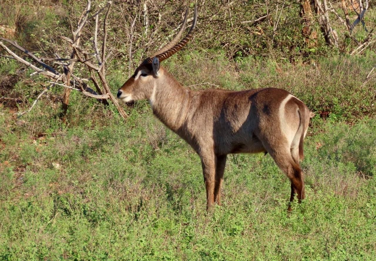 Waterbuck