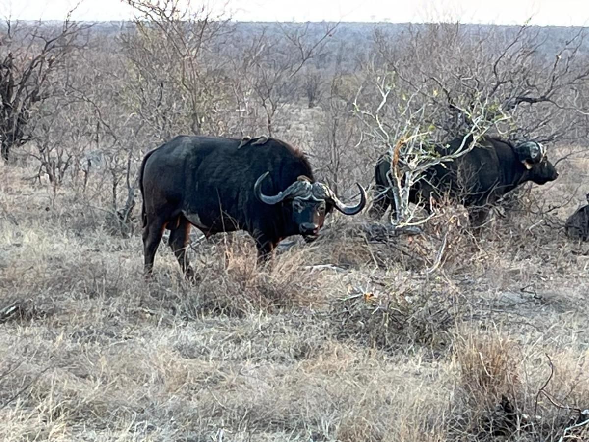 caza de búfalo