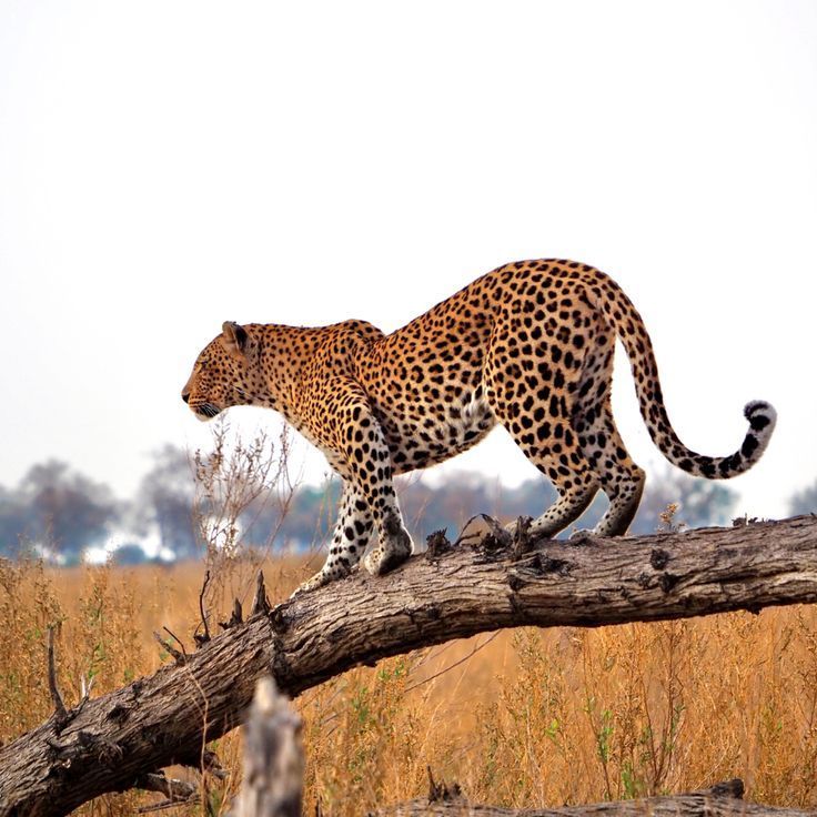 caza de leopardos 