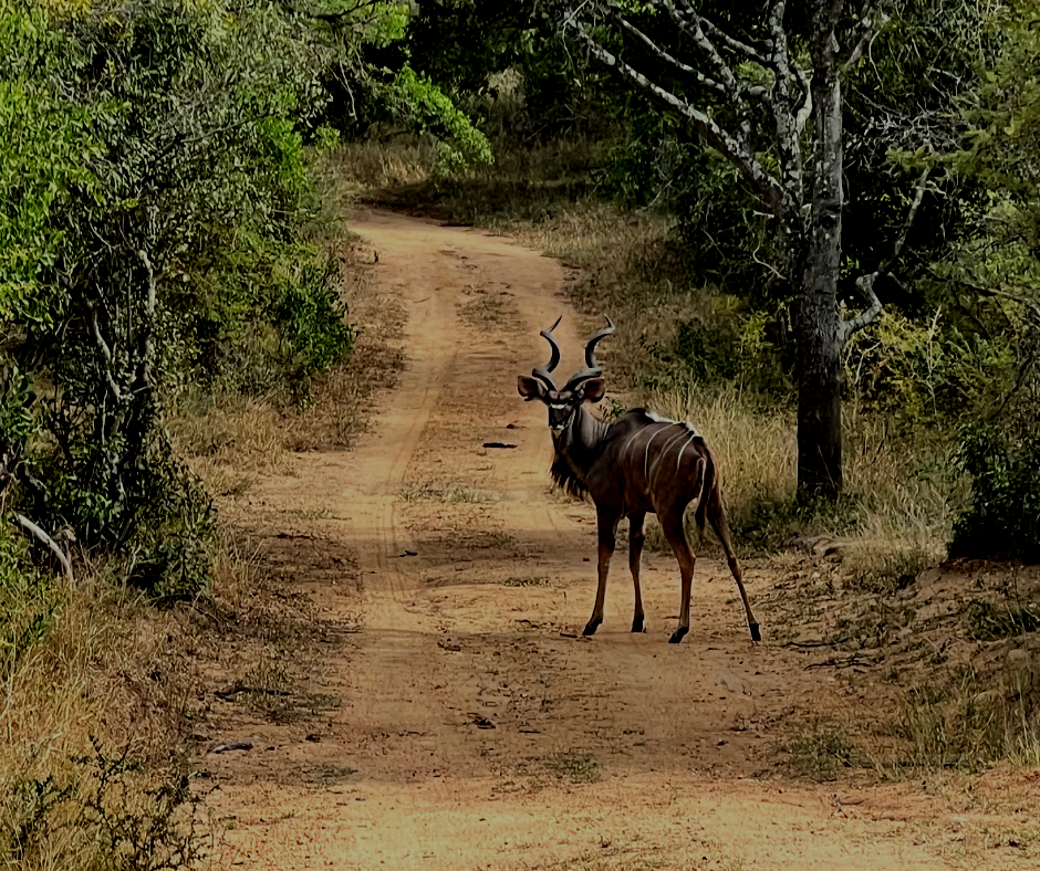 Kudu