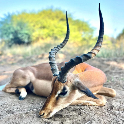 Impala 