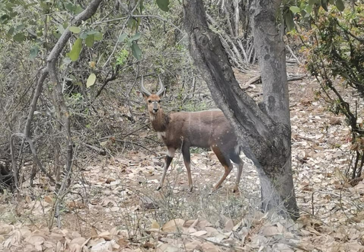 caza en Súdafrica