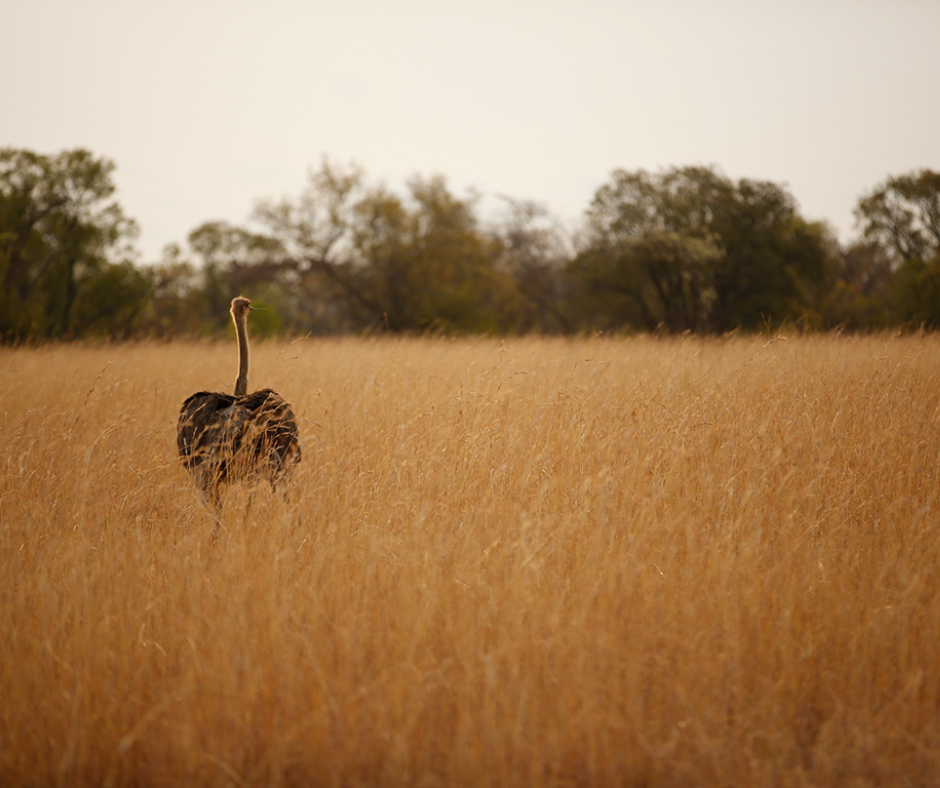 avestruz en Sudáfrica