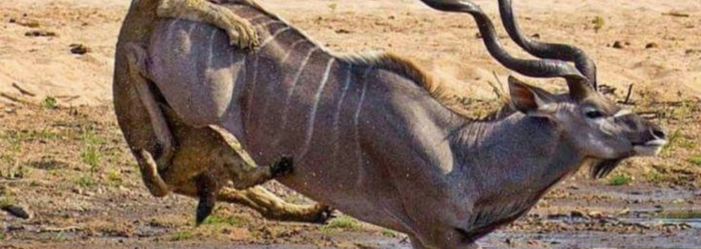 un leon cazando un Kudu