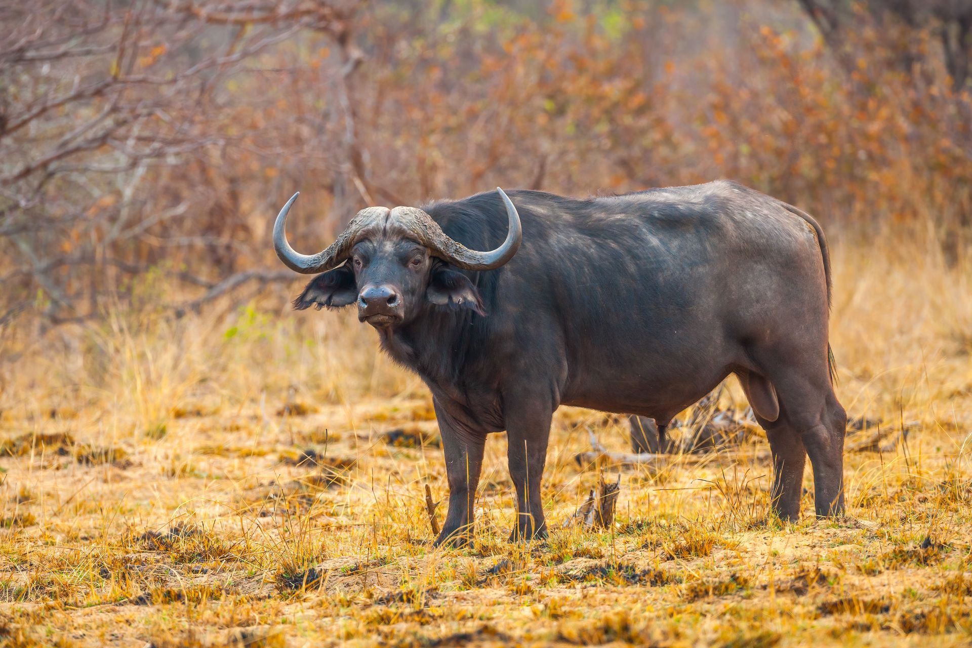 Búfalo