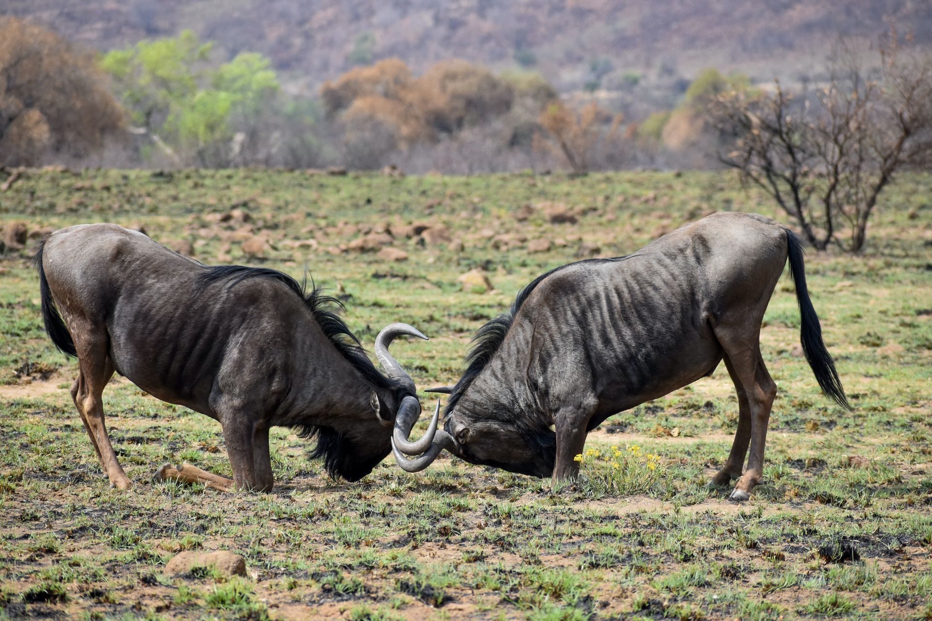 ñus peleando