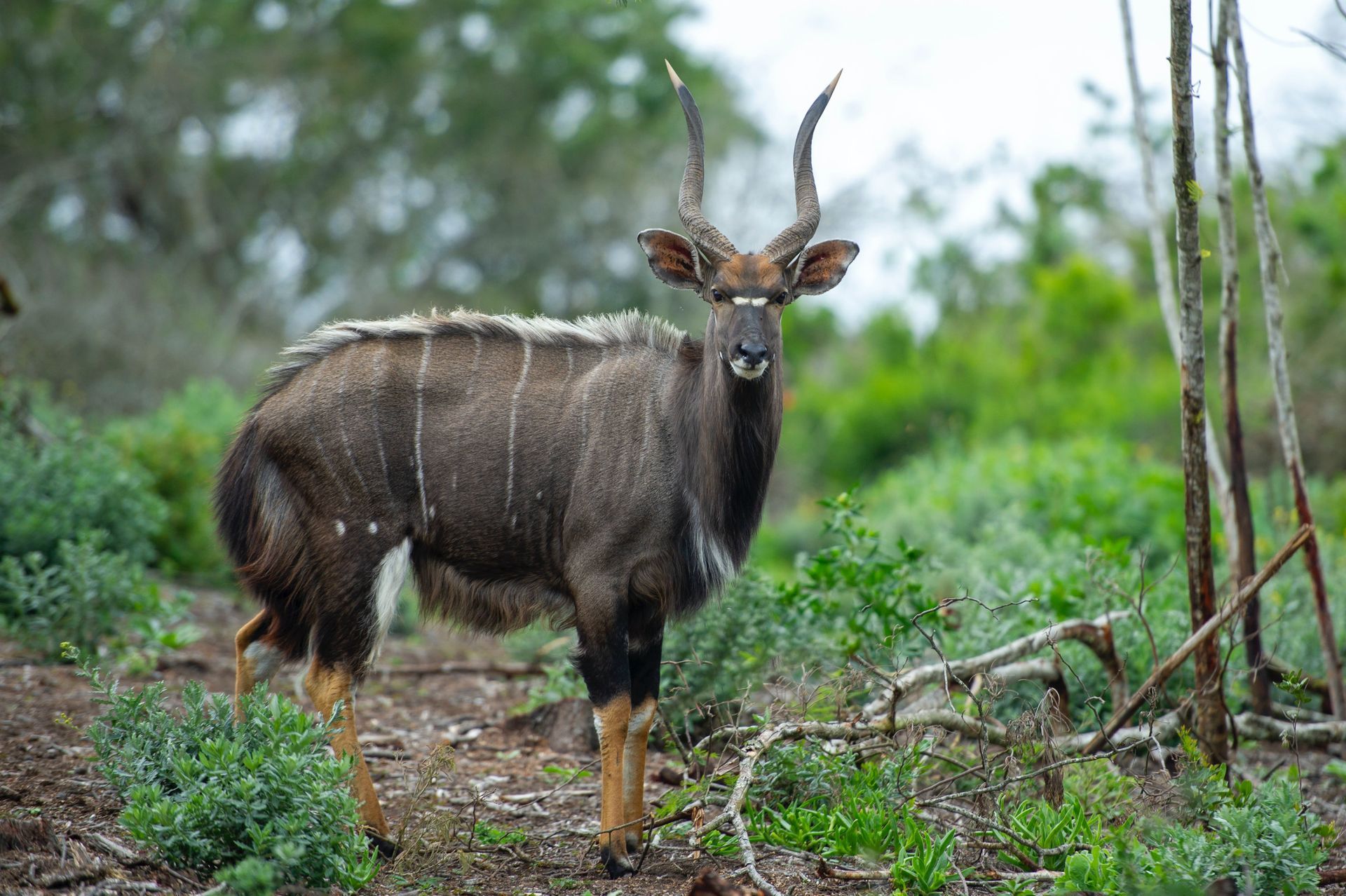 Nyala