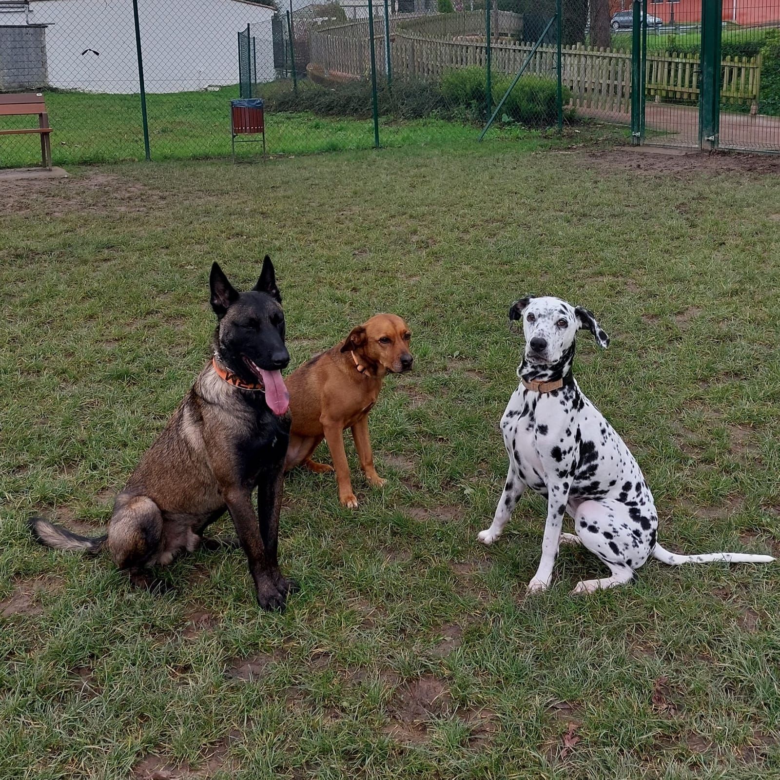 La importancia de una buena educación en los perros