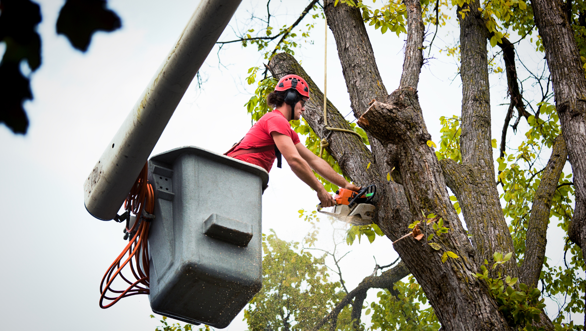 Tree maintenance and cleanup services in Peterborough