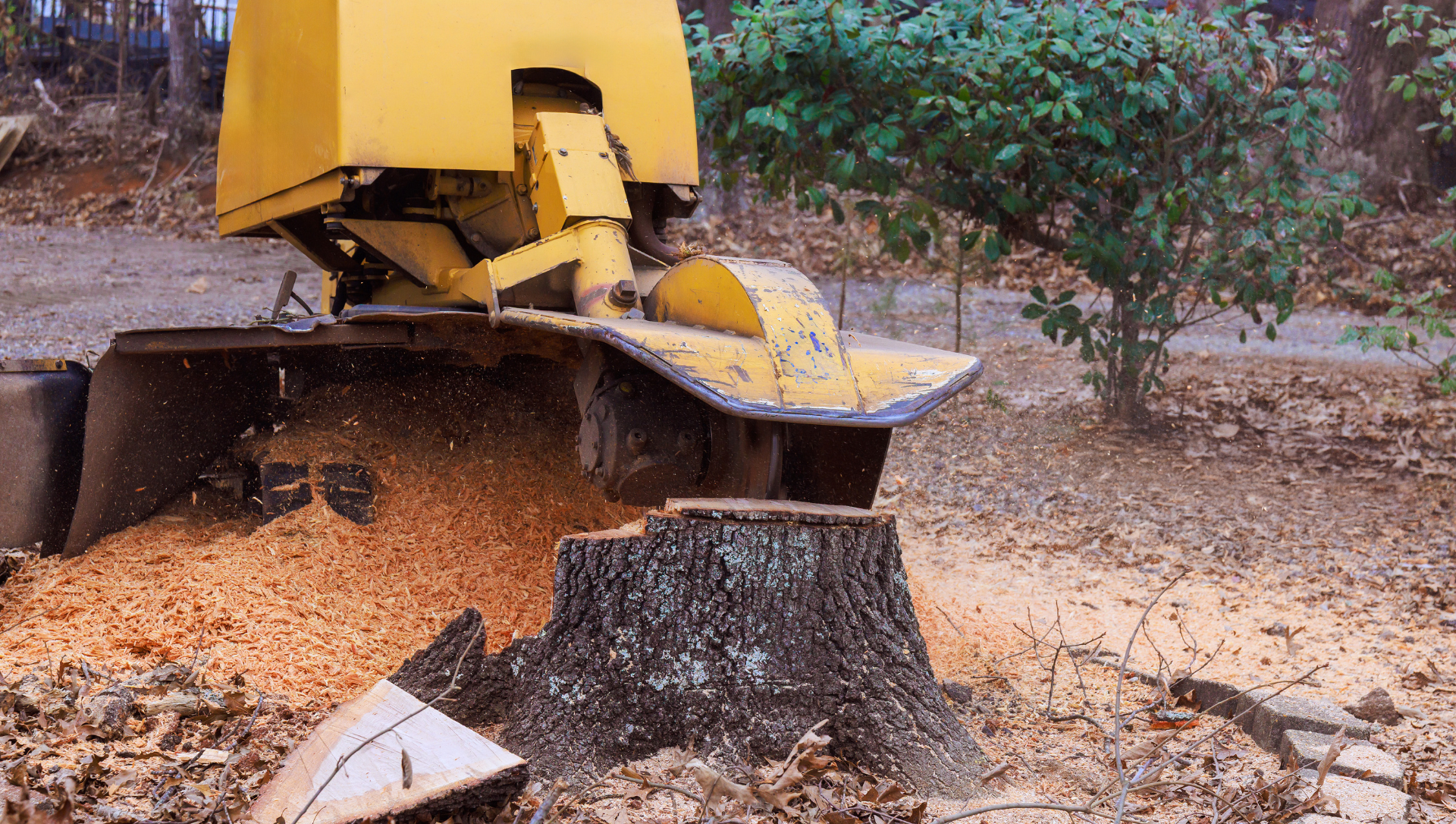 Professional stump grinding and cleanup service in Peterborough