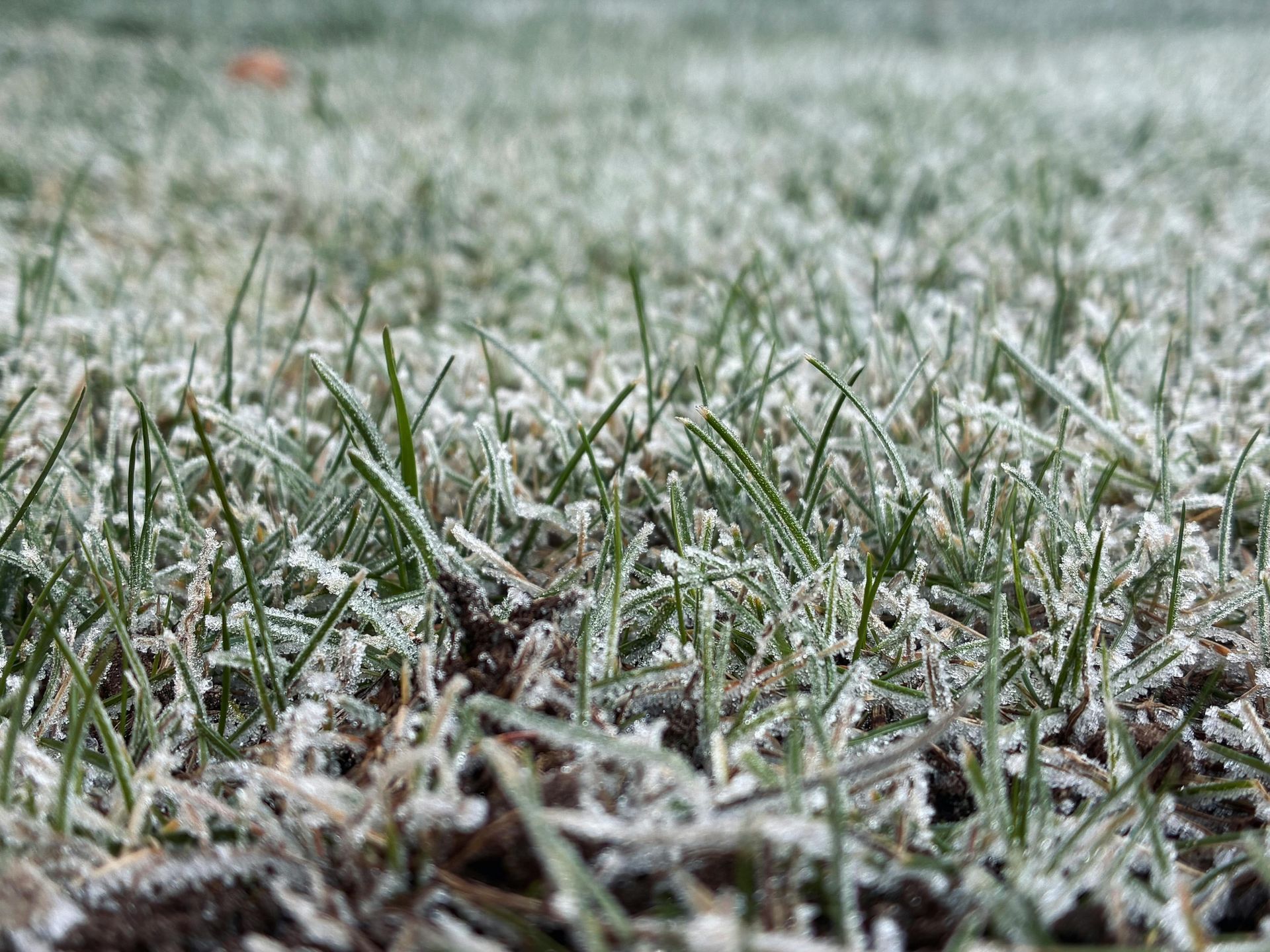 Frosty green grass close-up with white ice crystals covering the blades.