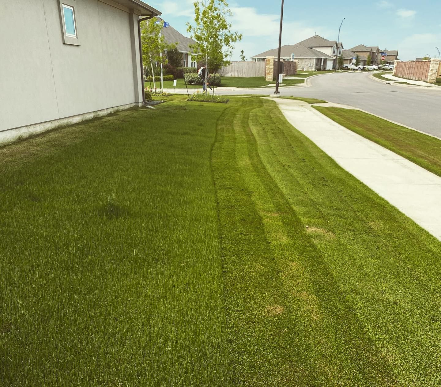 A suburban lawn bordering a sidewalk and street, featuring freshly mown grass with visible wheel tracks.