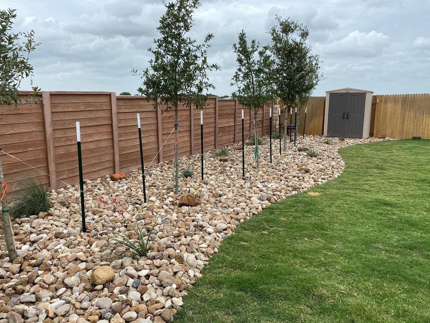 Row of young trees planted in a rock bed next to a wooden fence and grass lawn, under a cloudy sky.