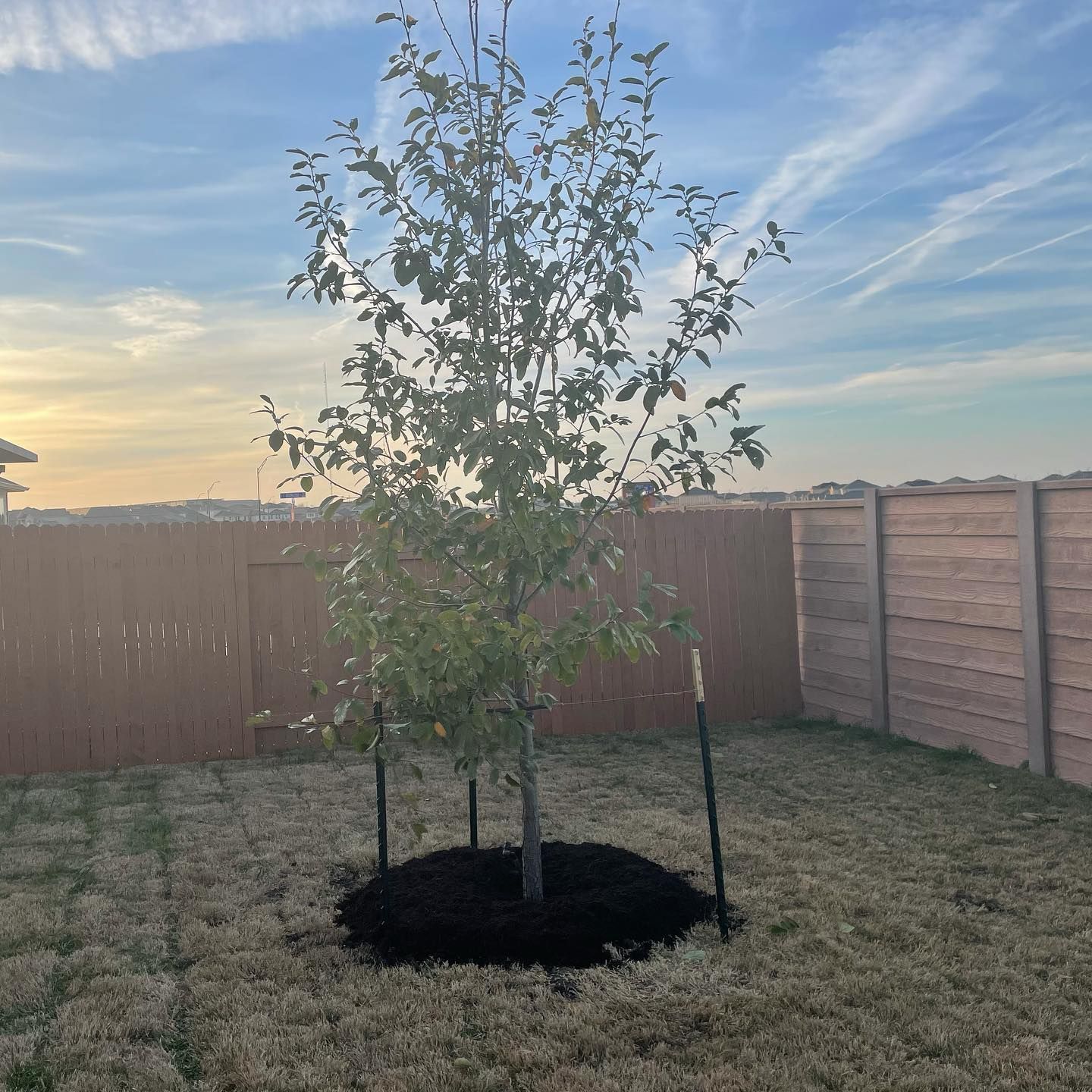 Tree planted in a backyard with a brown fence and mulch ring, supported by stakes.