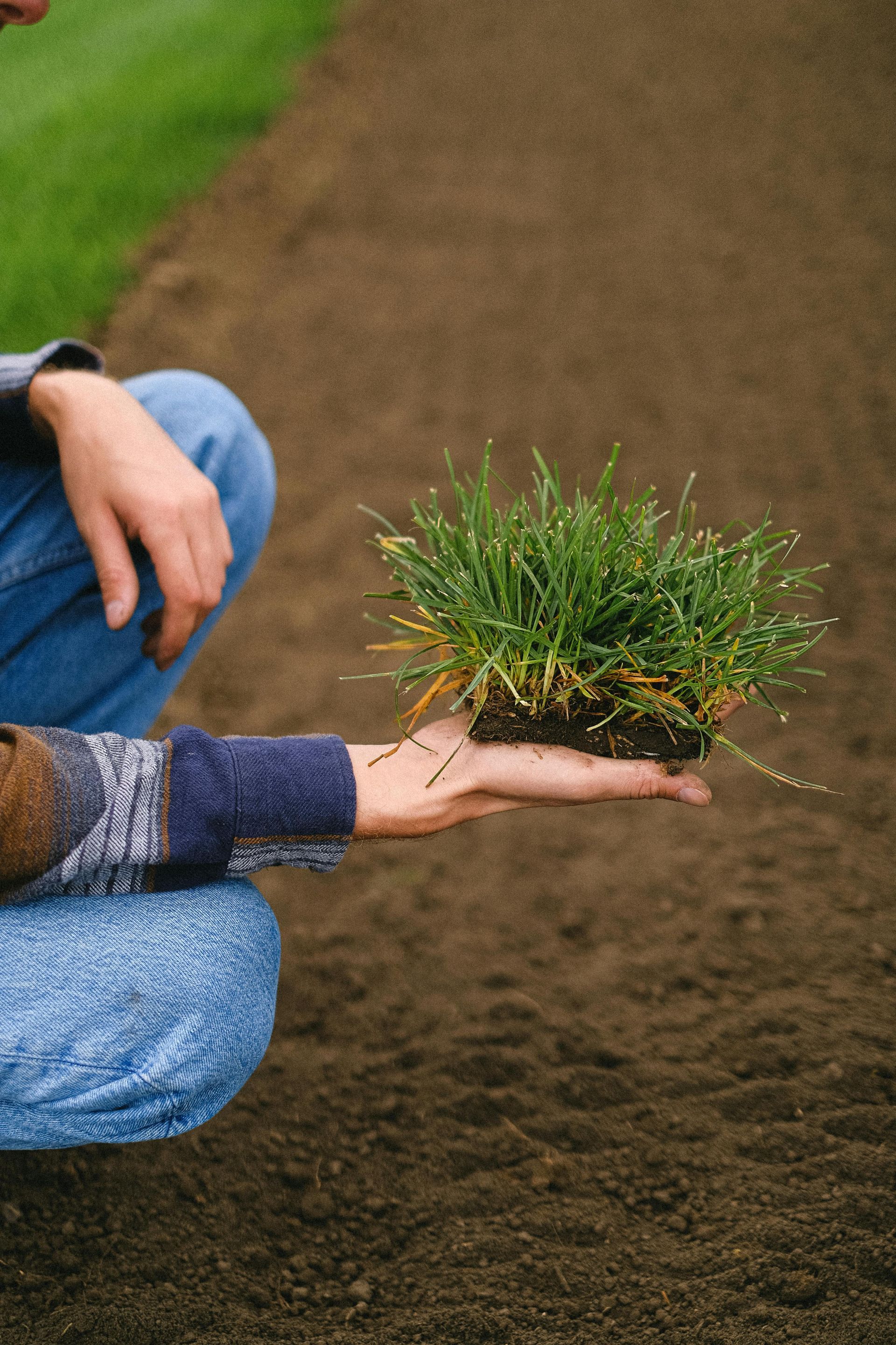 Person crouching on soil, holding a small clump of green grass or seedlings in an outdoor garden.