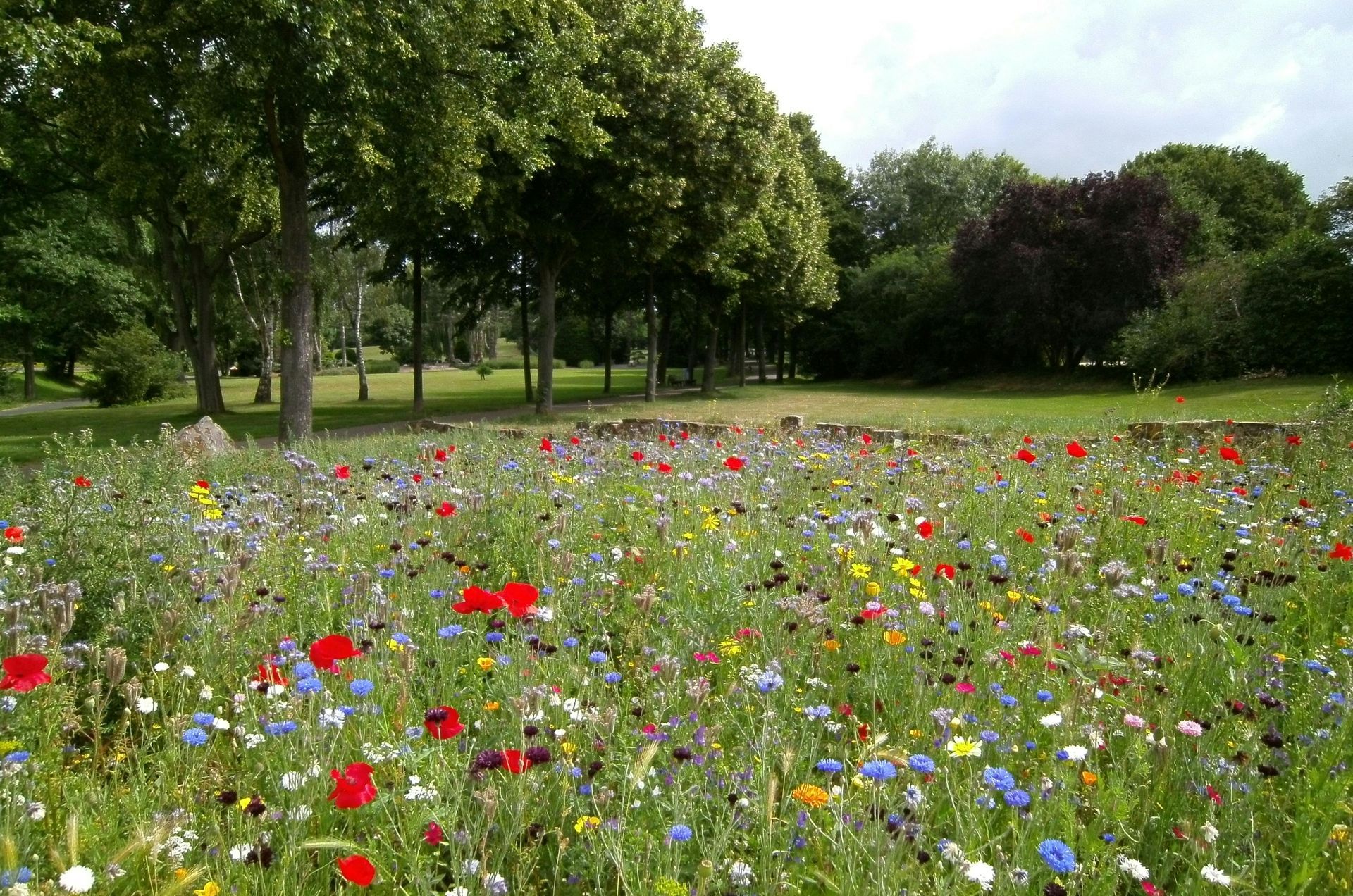 Field of wildflowers representing spring lawn preparation in Georgetown, TX
