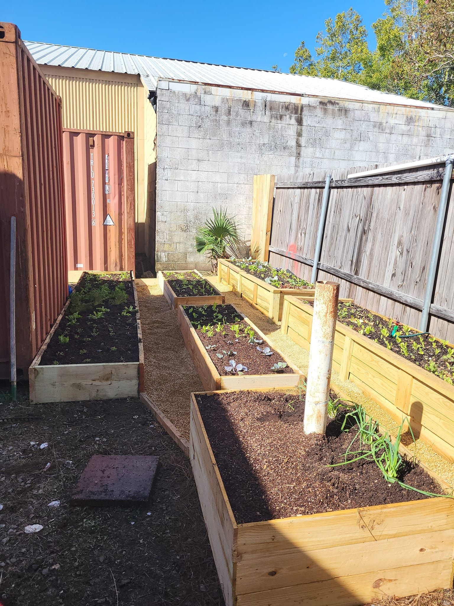 A wooden garden with lots of plants growing in it.