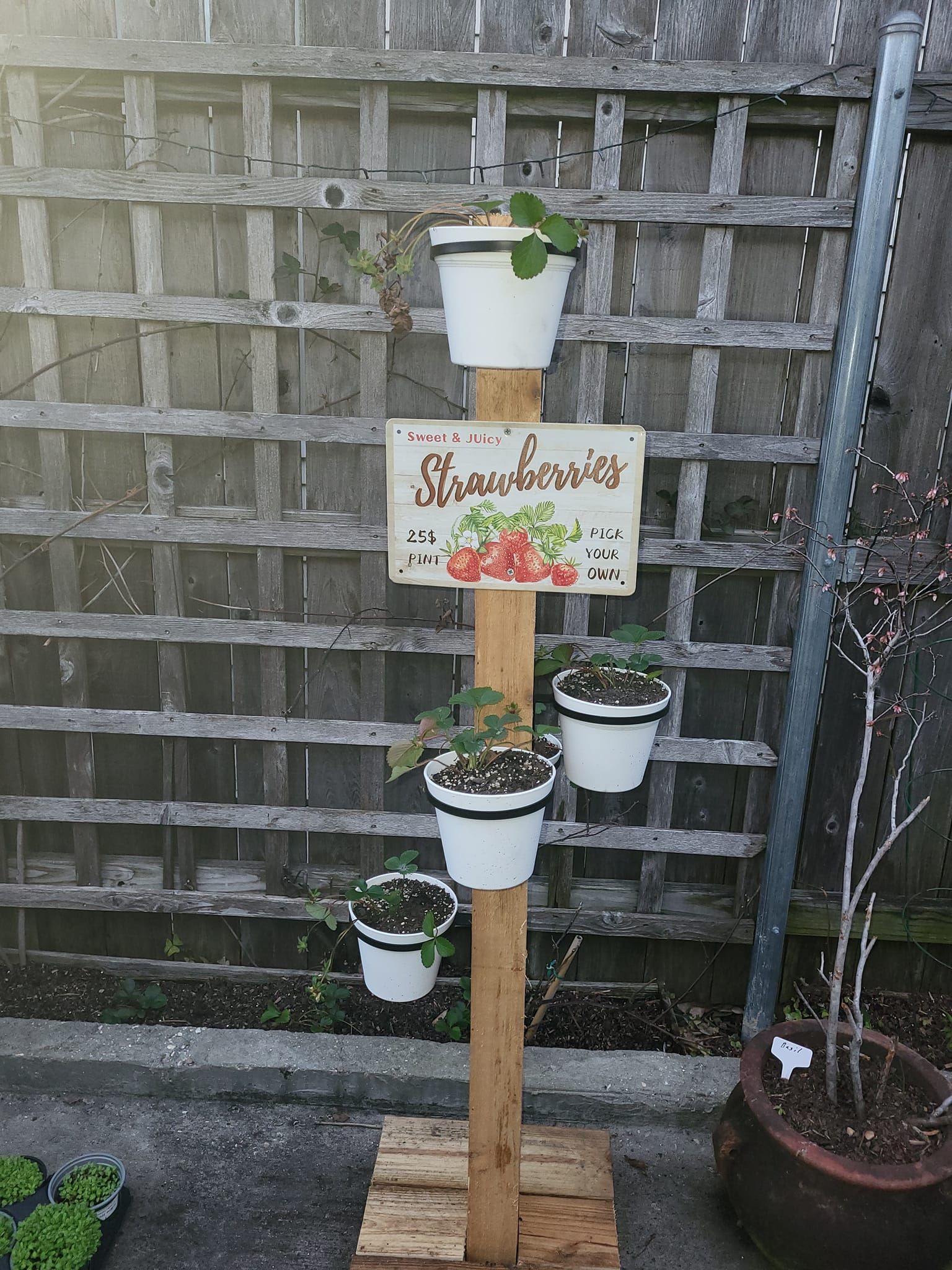 A wooden pole with a sign that says strawberry on it