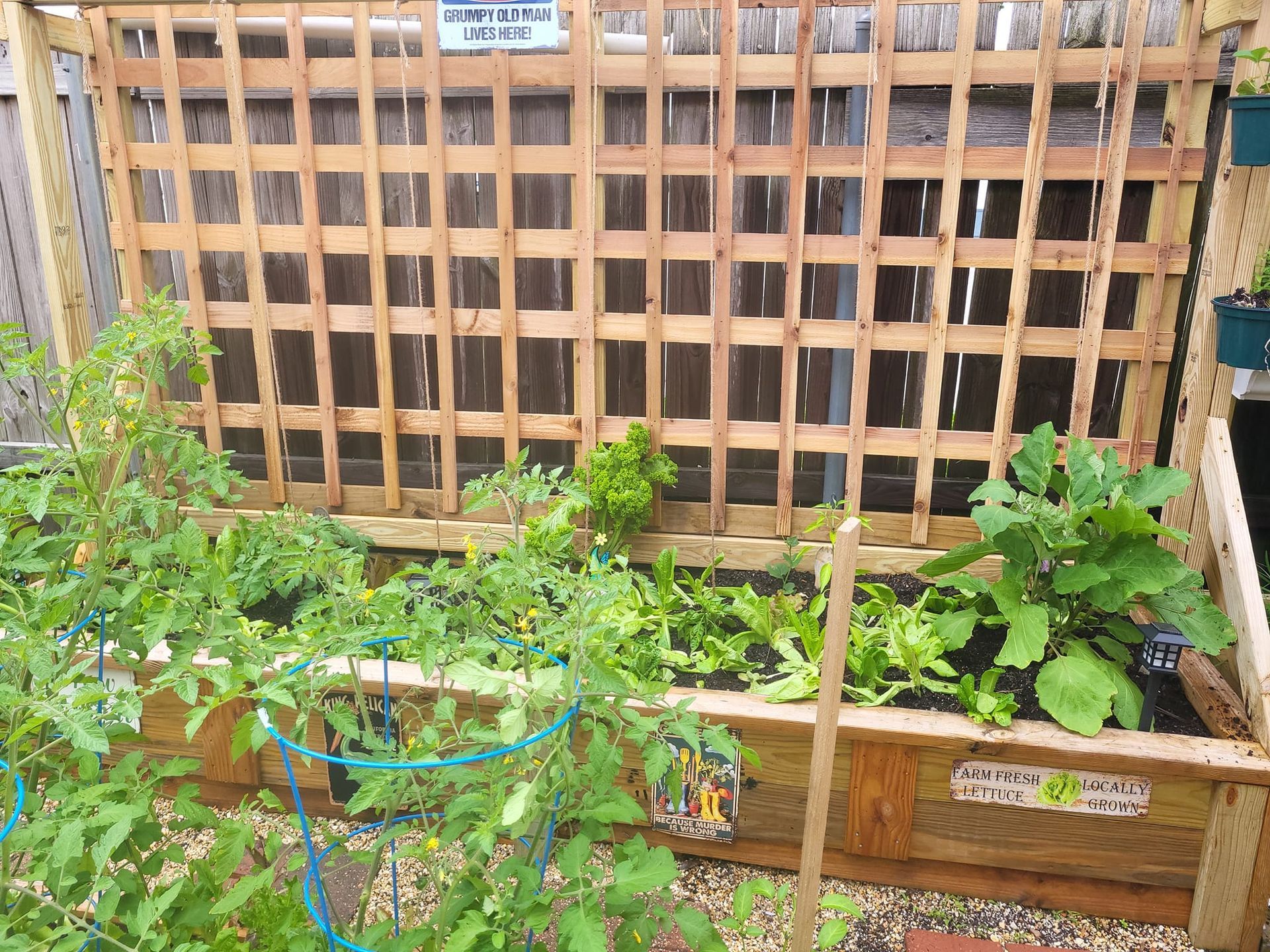 A garden with lots of plants and a wooden trellis