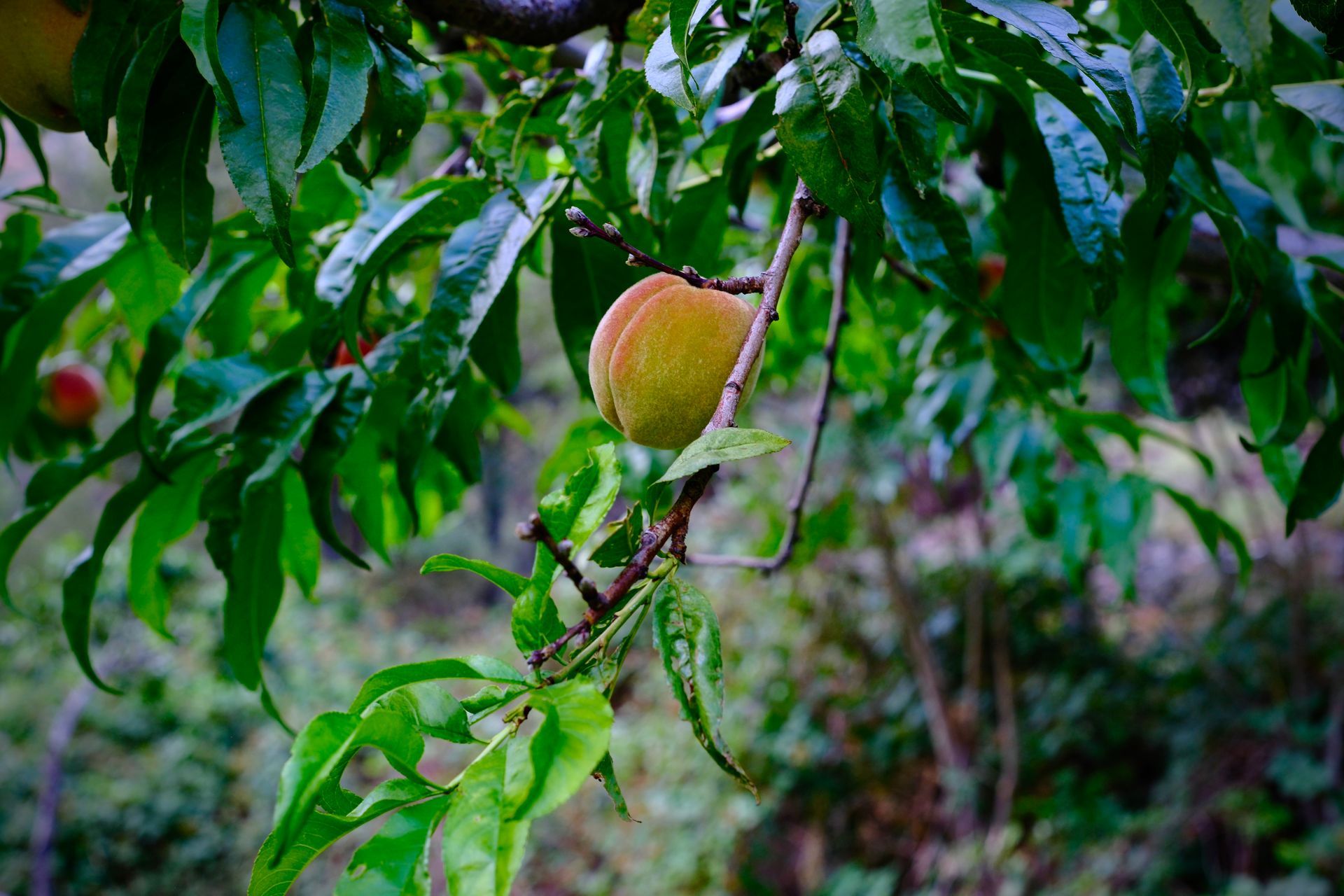 Peach fruit ripening on a branch with green leaves, in an outdoor setting.