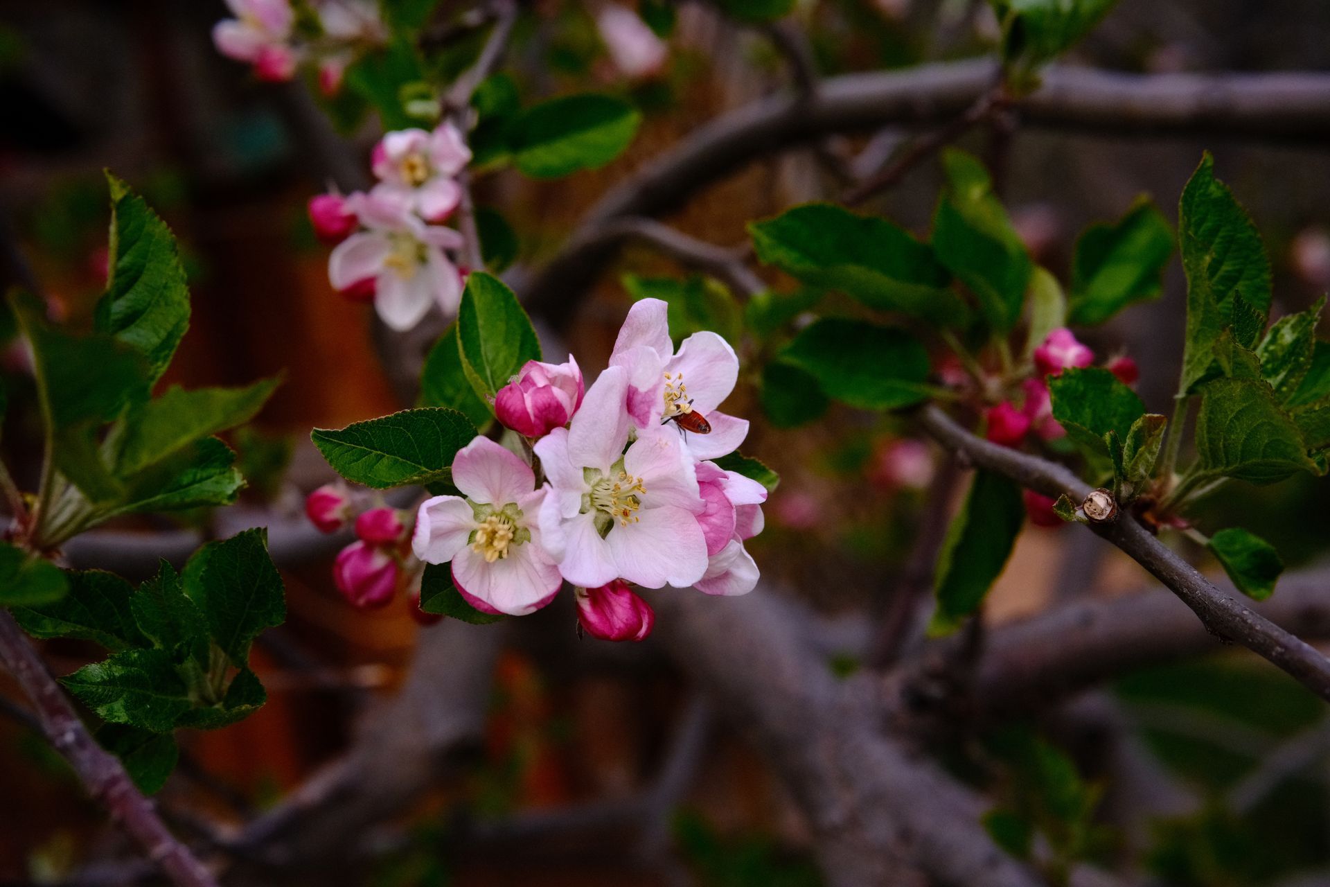 Pink and white apple blossoms blooming on a tree branch with green leaves; buds are also present.
