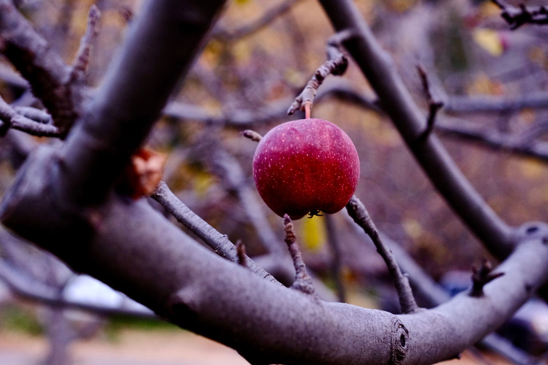 Red apple hanging on bare branches, autumn setting.